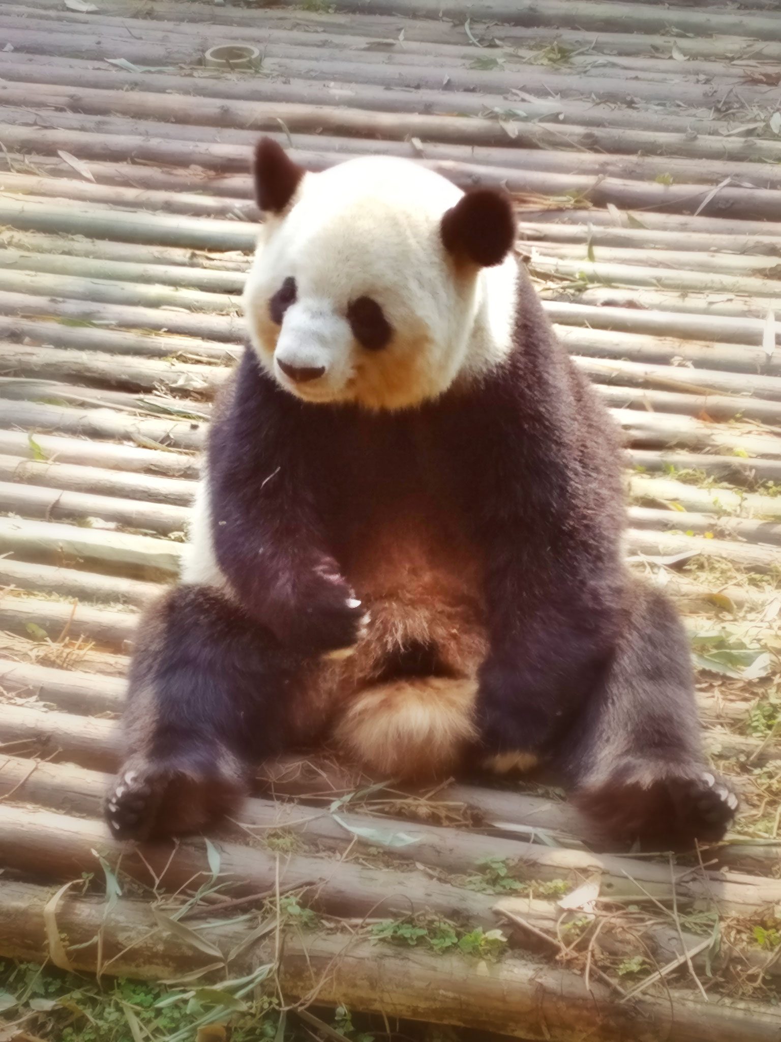 Chengdu Research Base of Giant Panda Breeding